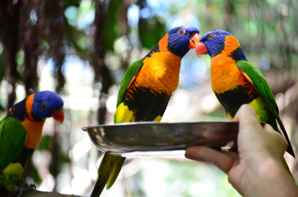 écovolontariat : partagez votre lunch avec des loriquets colorés