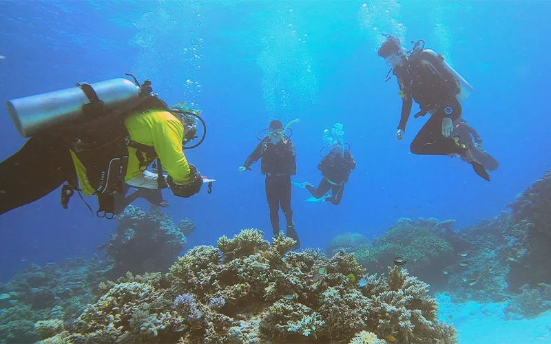 Monitoring des coraux et poissons de la Grande Barrière de Corail