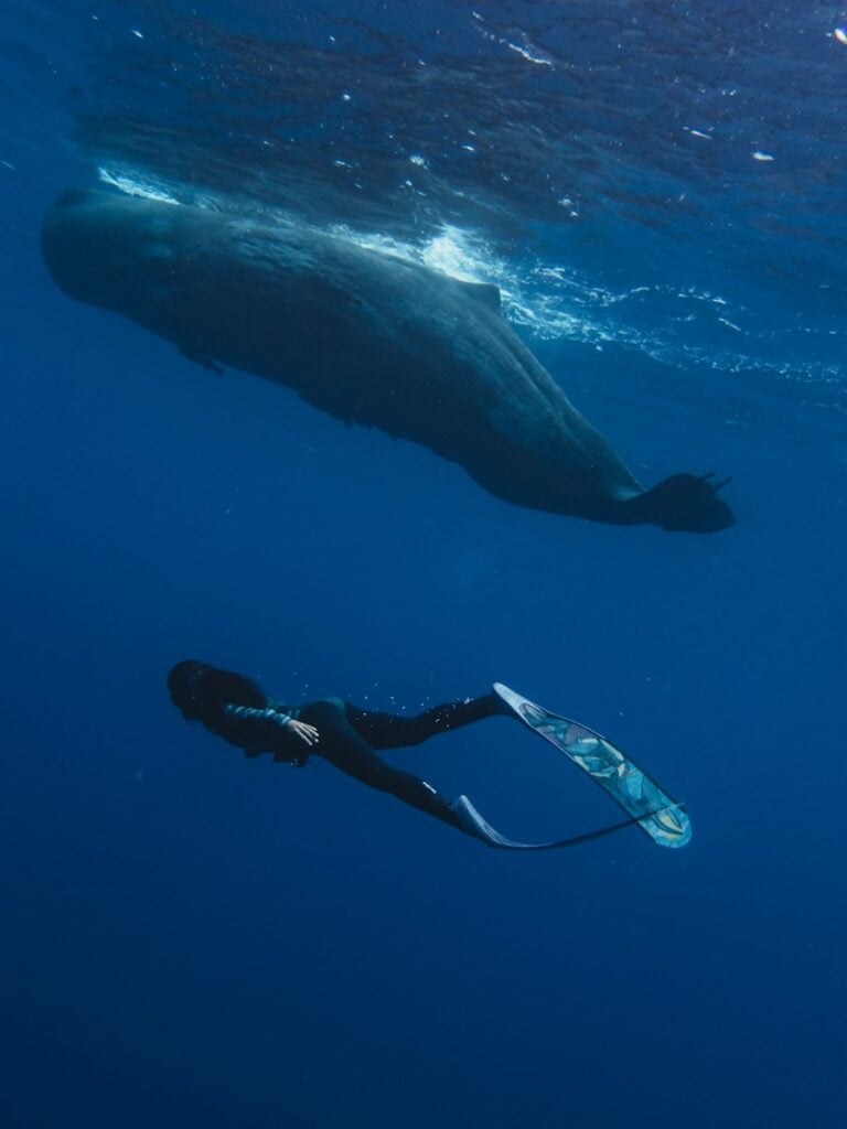 Programme de protection des baleines sur la Gold Coast