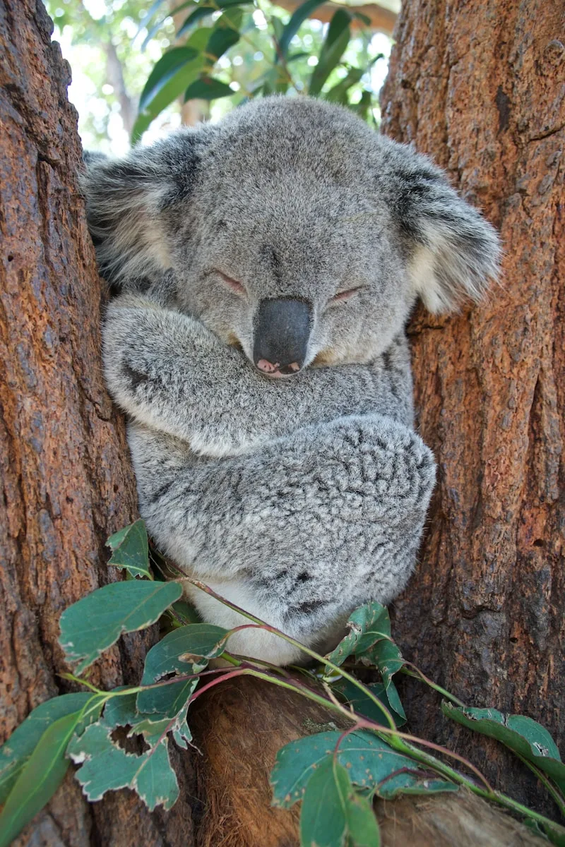 koala bear on brown tree