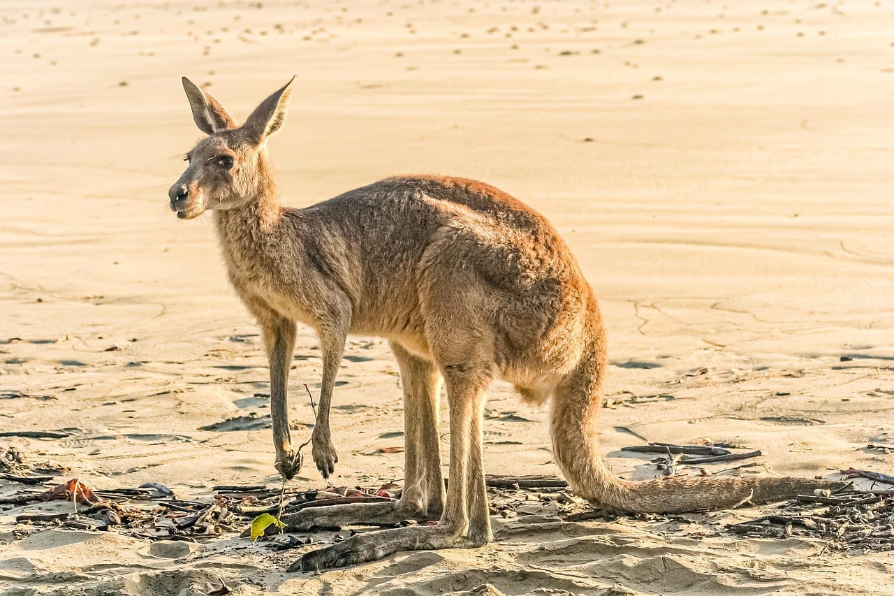 Il n'est pas rare d'observer un kangourou sur une plage en Australie