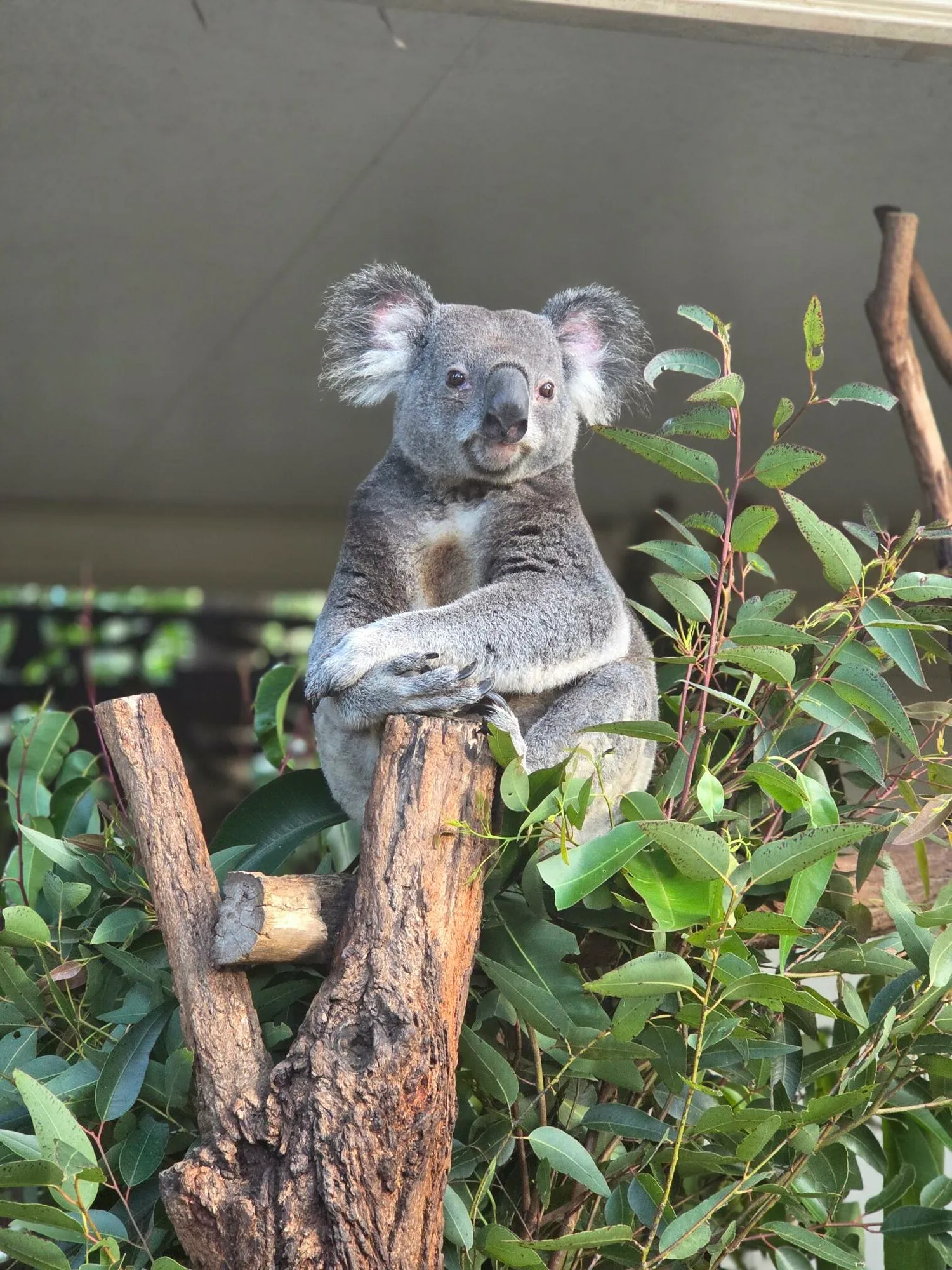 Laura verblijft met een werkvisum in Brisbane